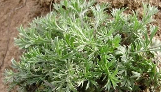 白蒿是茵陳嗎？白蒿與茵陳有什么區(qū)別