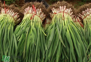 蒜苗爛根發(fā)黃怎么辦？蒜苗容易爛怎么辦？