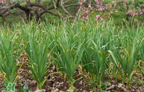 蒜苗爛根發(fā)黃怎么辦？蒜苗容易爛怎么辦？