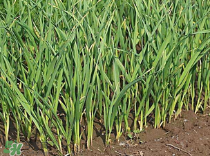 蒜苗爛根發(fā)黃怎么辦？蒜苗容易爛怎么辦？