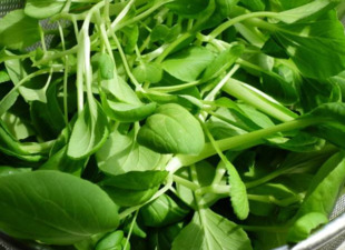 雞毛菜是什么菜？雞毛菜是小白菜嗎