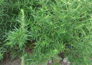 茵陳泡水喝有什么好處？茵陳泡水喝有什么功效與禁忌