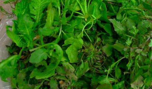 地菜是什么菜？地菜是不是薺菜