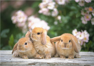 孕婦吃兔肉寶寶真的會(huì)長(zhǎng)兔唇嗎？孕婦吃兔子肉會(huì)得兔唇嗎？