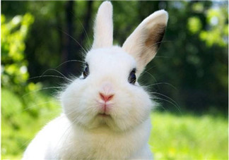 孕婦能吃兔子肉嗎？孕婦可以吃兔子肉嗎？