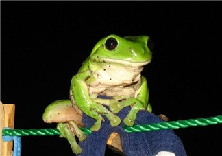 孕婦能吃青蛙嗎？孕婦可以吃青蛙嗎？