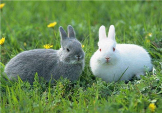 孕婦能吃兔頭嗎？孕婦能不能吃兔頭？