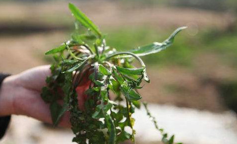 吃地菜有什么好處？地菜有什么功效