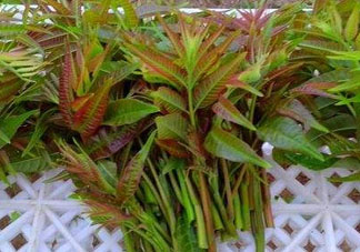 香椿芽可以冷凍嗎？香椿芽怎么冷凍？