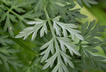 白蒿是茵陳嗎？白蒿與茵陳有什么區(qū)別