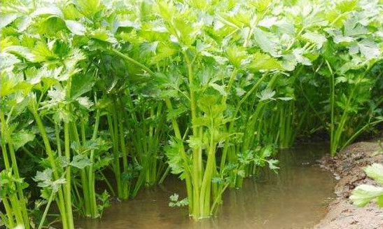 水芹菜有毒嗎？水芹菜有沒有毒