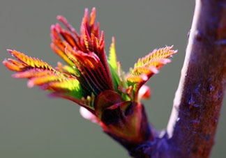 小狗能吃香椿嗎？狗狗可以吃香椿炒雞蛋嗎？