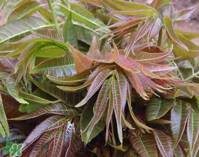 香椿和黃瓜能一起吃嗎？香椿能和黃瓜一起吃嗎？