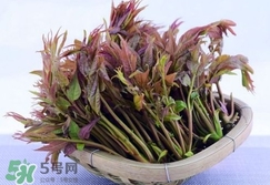 香椿芽怎么吃？新鮮香椿芽怎么吃