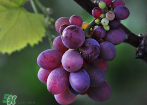 四月份有葡萄嗎？4月份的葡萄能吃嗎？