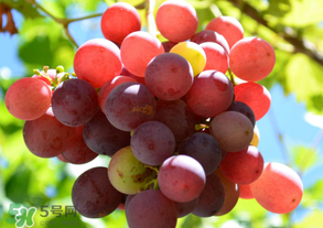 四月份有葡萄嗎？4月份的葡萄能吃嗎？