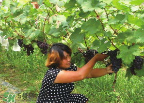 四月份有葡萄嗎？4月份的葡萄能吃嗎？