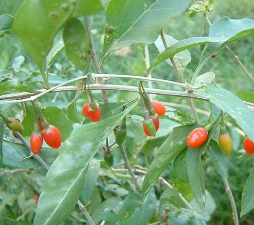 枸杞頭是什么樣子？枸杞頭是什么菜