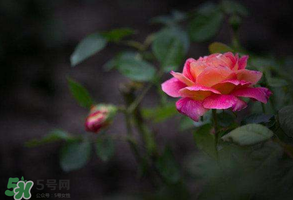 谷雨是什么季節(jié)？谷雨是春天還是夏天？