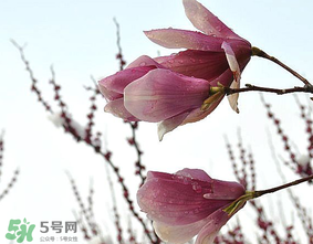 谷雨是什么季節(jié)？谷雨是春天還是夏天？