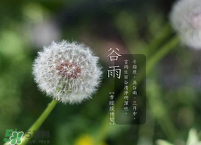 谷雨種什么菜？谷雨前后種什么蔬菜？