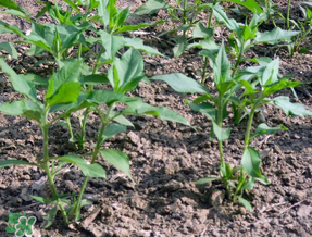 谷雨種什么菜？谷雨前后種什么蔬菜？