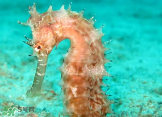 孕婦可以吃海馬煲湯嗎？海馬湯孕婦可以喝嗎？