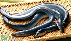 孕婦可以吃白鱔嗎？孕婦能吃白鱔嗎？