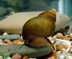 幾月的田螺好吃？田螺幾月吃最好吃？