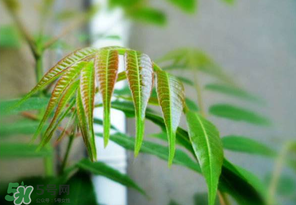 香椿紅的好還是綠的好？香椿紅色好還是綠色好？