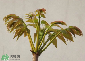 香椿紅的好還是綠的好？香椿紅色好還是綠色好？