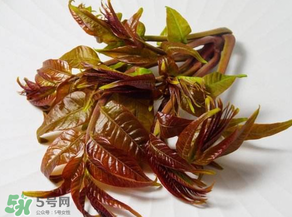 香椿有幾種？香椿哪種好？