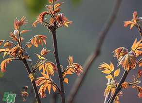 香椿有幾種？香椿哪種好？