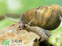 田螺可以?xún)艋|(zhì)嗎？田螺能凈化水質(zhì)嗎？