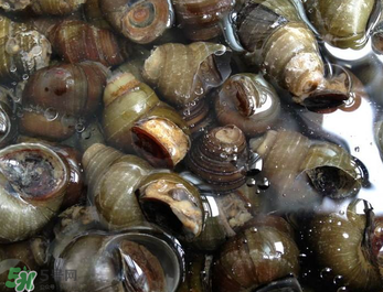 田螺可以?xún)艋|(zhì)嗎？田螺能凈化水質(zhì)嗎？