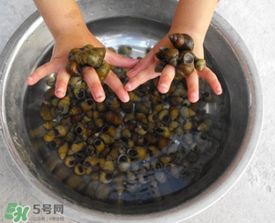 田螺可以冷凍嗎？田螺能冷凍嗎？