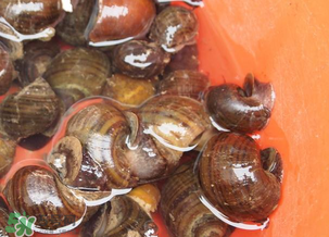 田螺可以冷凍嗎？田螺能冷凍嗎？