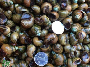 田螺死了能吃嗎？田螺剛死能吃嗎？