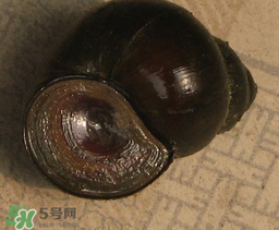 田螺死了能吃嗎？田螺剛死能吃嗎？