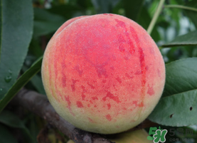 五月份有桃子嗎？5月份有桃子嗎？