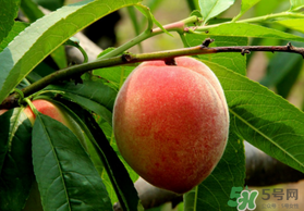 五月份有桃子嗎？5月份有桃子嗎？