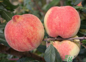 五月份有桃子嗎？5月份有桃子嗎？