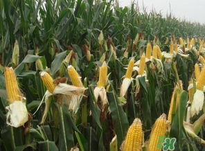 四月份的玉米能吃嗎？四月份有玉米嗎？