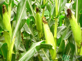 四月份的玉米能吃嗎？四月份有玉米嗎？