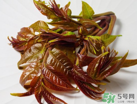 痛風(fēng)能吃香椿嗎？痛風(fēng)能吃香椿煎蛋嗎？