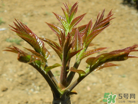 痛風(fēng)能吃香椿嗎？痛風(fēng)能吃香椿煎蛋嗎？