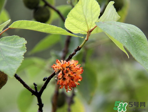 構樹穗有什么作用？構樹穗的作用