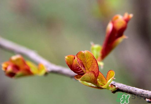 小狗能吃香椿嗎？狗狗可以吃香椿炒雞蛋嗎？