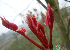 小狗能吃香椿嗎？狗狗可以吃香椿炒雞蛋嗎？