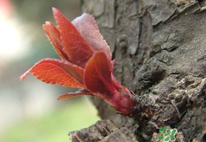 小狗能吃香椿嗎？狗狗可以吃香椿炒雞蛋嗎？